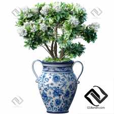 Комнатные растения садовое дерево с белыми цветами