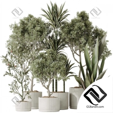Комнатные растения set 99