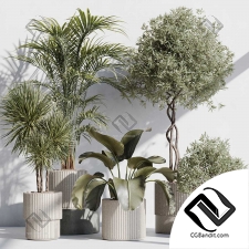 Комнатные растения 108