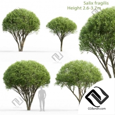 Деревья Salix fragilis