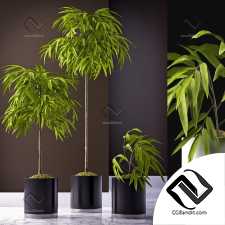 Комнатные растения FICUS 03