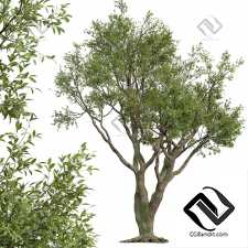 Деревья Angel Oak Live