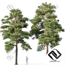 Деревья Trees Pinus sylvestris 10