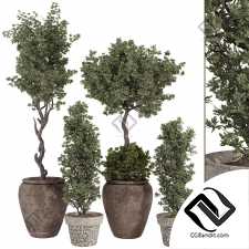 Бонсай из богемской оливы