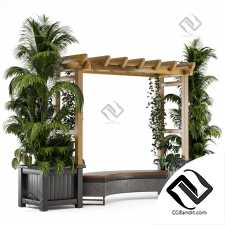 Outdoor Plants on Pergola