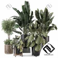 Комнатные растения set 58