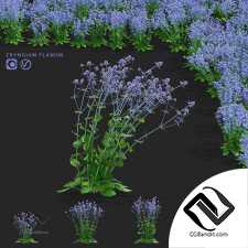 Cинеголовник