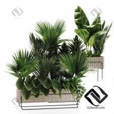 Комнатные растения in box set