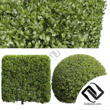 Кусты Ligustrum Kihoui Privet and Ficus Concinna Bonsai