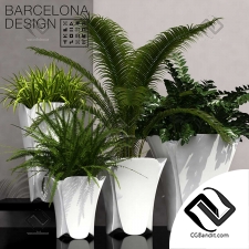 Комнатные растения Barcelona design