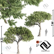 Деревья Italian pine