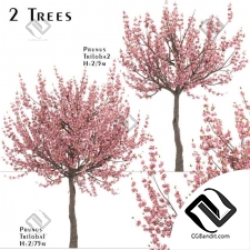 Деревья Set of Prunus Triloba Trees