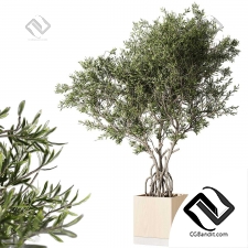 Комнатные растения 6047