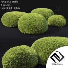 Кусты Bushes Juniperus Globe