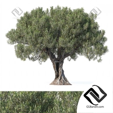 Деревья оливы