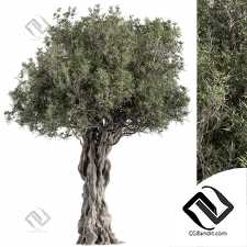 Деревья Olive 15