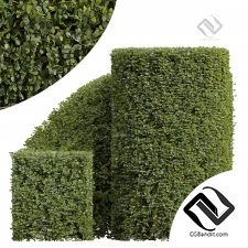 Обрезанный бонсай