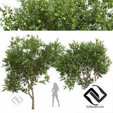 Деревья Citrus Sinensis