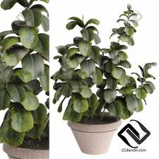 Комнатные растения 104