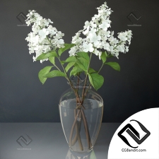 Букет Bouquet Hydrangea paniculata