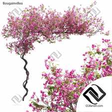 Уличные растения 50