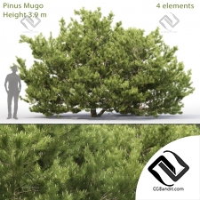 Деревья Trees Pinus Mugo 3