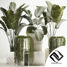 Комнатные растения набор 03