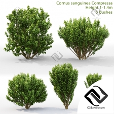 Кусты Bushes Cornus sanguinea Compressa 3