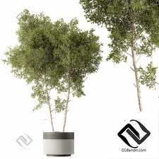 Уличные растения 433