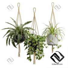 Комнатные растения 2630