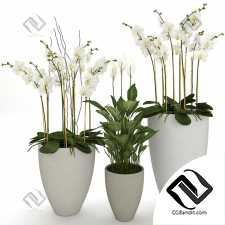 Orchid, spathiphyllum