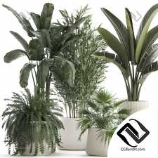 Комнатные растения set 5