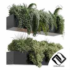 Комнатные wall plant