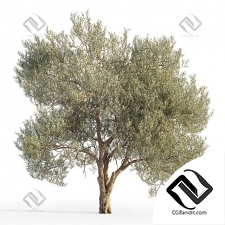 Деревья Olive