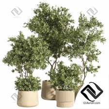 Комнатные растения set 31