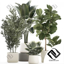 Комнатные растения набор