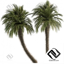 Деревья Big palm