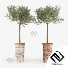 Уличные растения Street plants Olive Tree