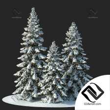 Ели в снегу