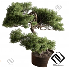 Комнатные растения Bonsai 14