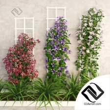 Уличные растения Street plants Wall flowers 5