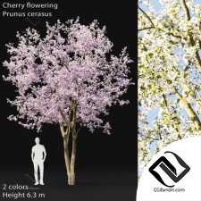 Деревья Trees Cherry flowering 6