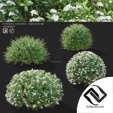 Кусты спирея