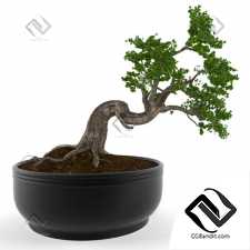 Растения комнатные Bonsai decorative tree