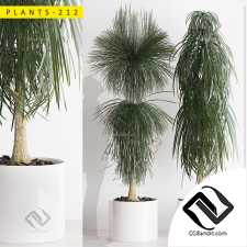 Indoor Plants 02
