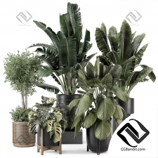 Комнатные растения set 58