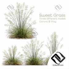 Трава Stipa arundinacea