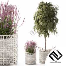 Комнатные растения set 50