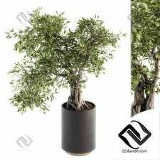 Комнатные растения Bonsai 83