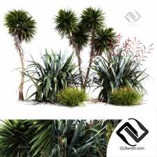 Уличные растения Street plants Oceania